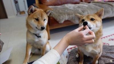 おやつが入ってた♪