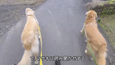 2頭の犬の後姿