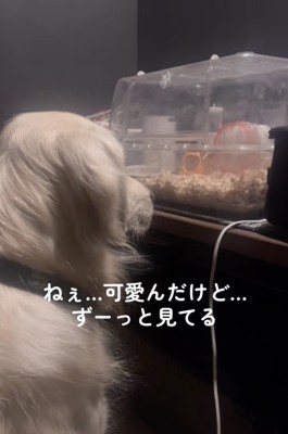 わかめちゃん見守り隊