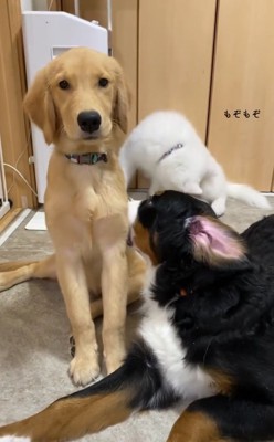 大型犬の足元にもう1頭の大型犬の顔