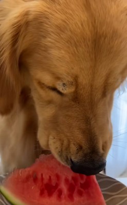 少しずつ食べる暖くん