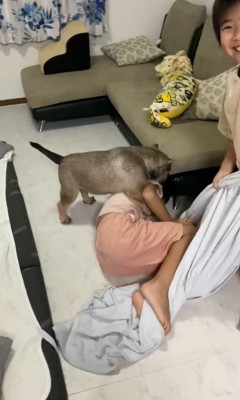 毛布の引っ張り合いに参戦するルッチくん2