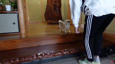 飼い主さんが帰宅!