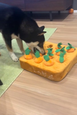 知育おもちゃで遊ぶくろべえ君