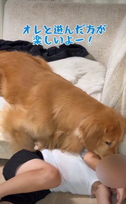 ベッドの上からアピールする犬