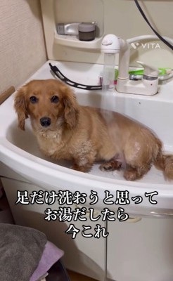 ももちゃんの足を洗おうとしたら4