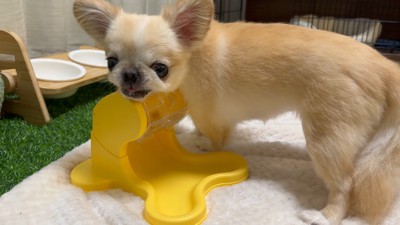 知育おもちゃで遊ぶピノちゃん&パルムちゃん6