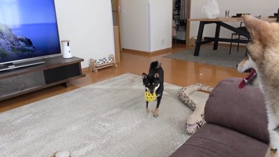 ぴょん吉くんはボール投げ