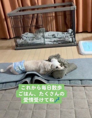 こちらを見る犬