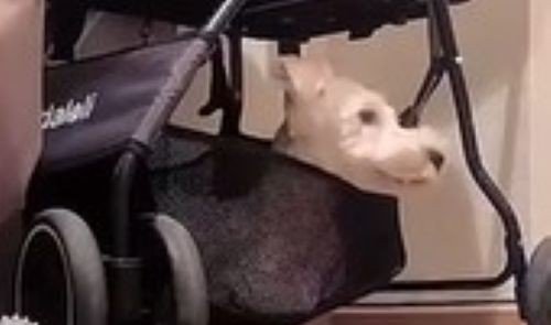 玄関で待機中のぷく君ともち君5