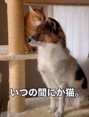 すっかり猫化！？