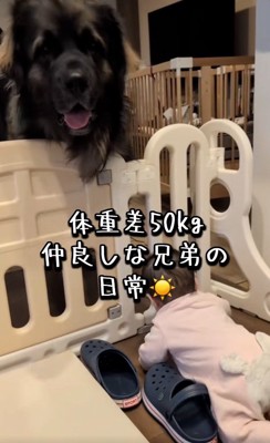 バオバオくんと赤ちゃん