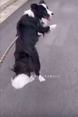 お散歩中のルナちゃん8