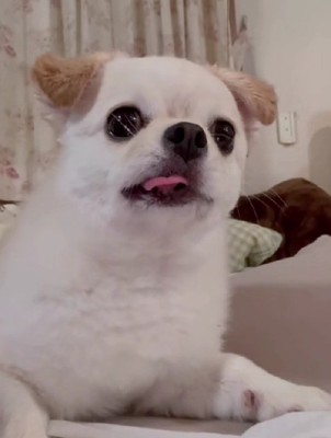 「まさか…あれはなに!?」