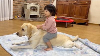 クリーム色の犬の背中に乗る女の子