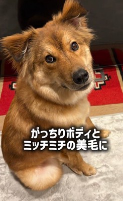 ラッキーくんの変化2