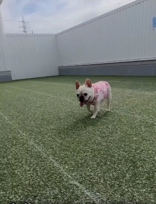 ママの方へ歩くアビーちゃん