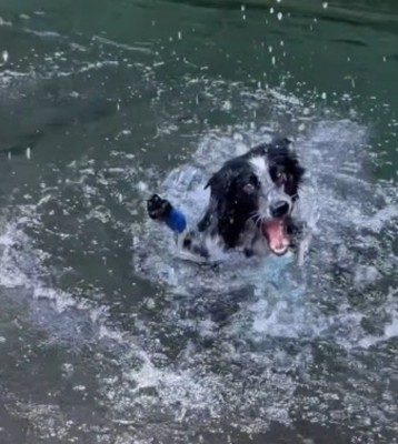 バシャバシャと川を泳ぐ息子犬