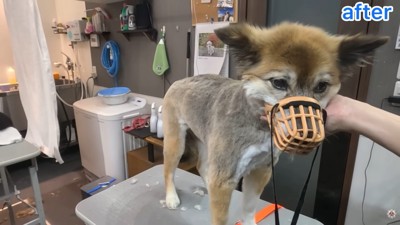 トリミング後、素敵に変身!