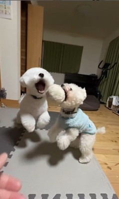 ぽん太くん＆るなちゃんのハプニング4