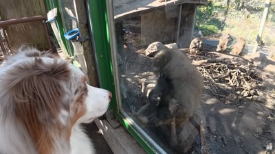 猿に挨拶するガルチェロくん