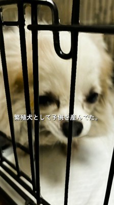 ケージに入った白い犬