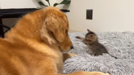 猫パンチでじゃれあい