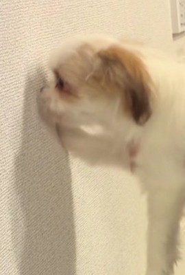 ゆあんちゃんは賢い犬！？