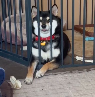 可愛すぎ