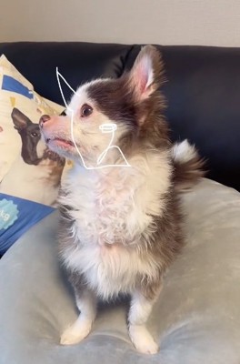 横を向くLiaくん