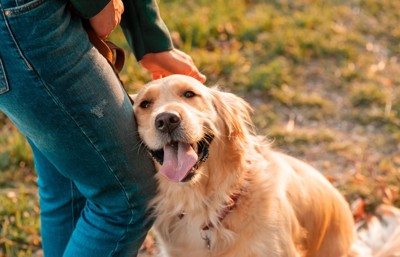 撫でられて嬉しそうな犬