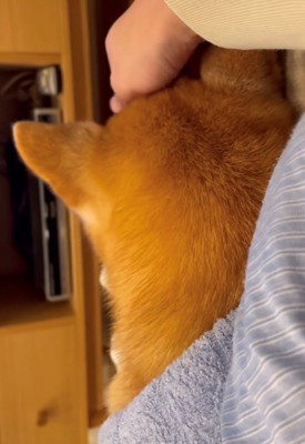飼い主に頭を撫でられている犬の後頭部1