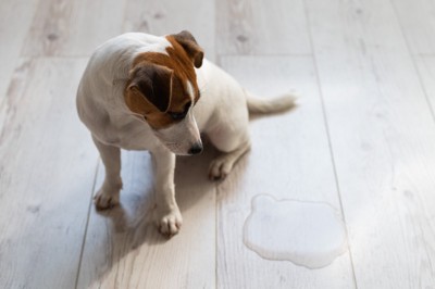 溢れた水を見つめる犬