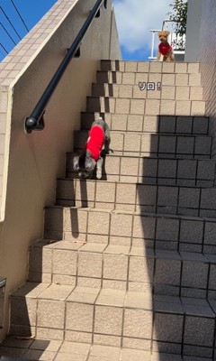 頑張って階段を下りるリロちゃん8
