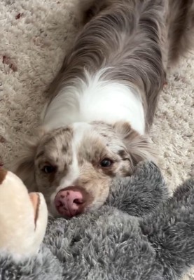 ぬいぐるみで引っ張り合いするRALくん