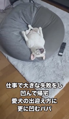 クッションで仰向けになる犬