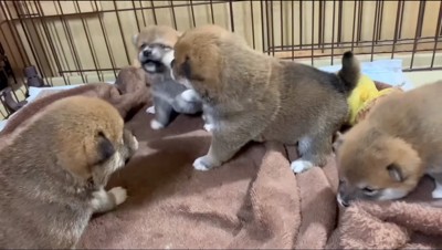 大柄な雌の子犬にパンチされる小柄な雌の子犬