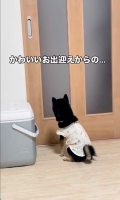 千幸ちゃんのお出迎え