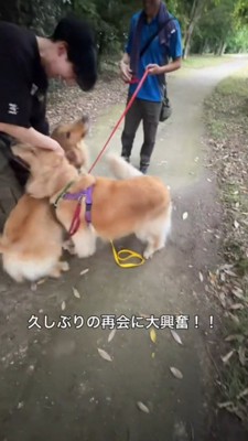 兄犬の横へ走っていく弟犬