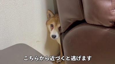 人間に恐怖心を抱いていた