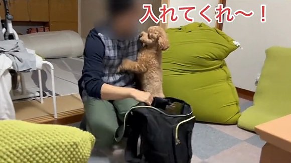リュックに入りたいバッキーくん