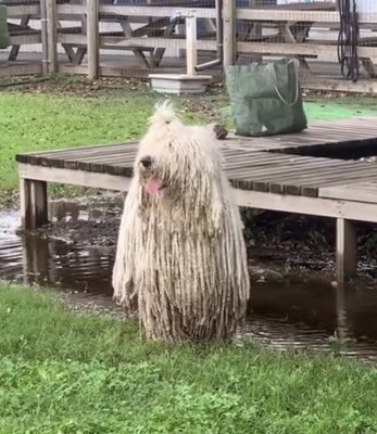 泥水のそばに立つ犬