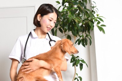 犬を抱っこする獣看護師