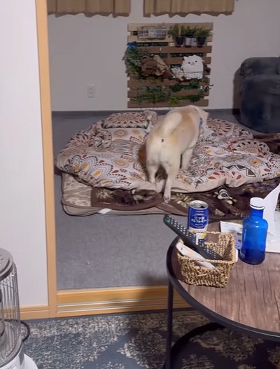 投げられたお菓子の元へ行く犬