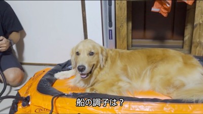 膨らませたゴムボートに乗る犬