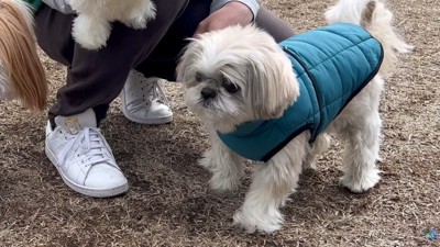 前足を浮かせて「チクチクする！」とアピール