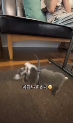 床で体をひねる犬