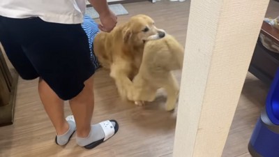 拗ねてるベンツくん