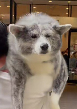 絵にかいたようなションボリ顔