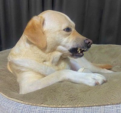 歯になんか挟まった